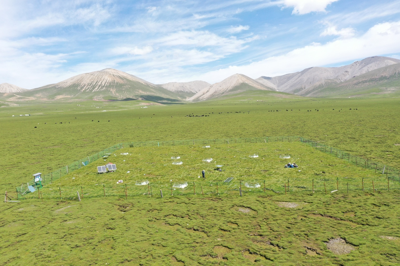 Understanding soil carbon dynamics in permafrost ecosystem from microbial aspects