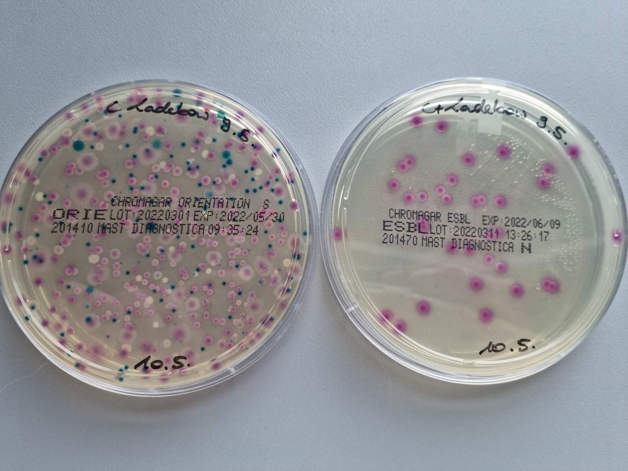Multidrug-resistant high-risk clonal Escherichia coli lineages occur along an antibiotic residue gradient in the Baltic Sea