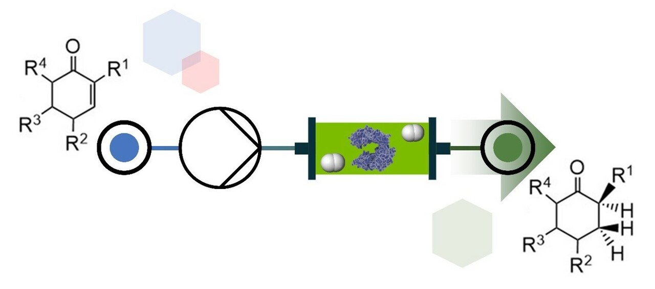 Electro-driven biocatalysis for flavin-dependent ene-reduction in a flow system