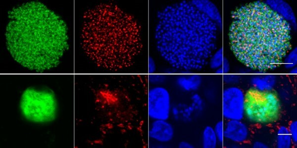 A genetically attenuated malaria vaccine candidate with superior anti-malarial immunity 