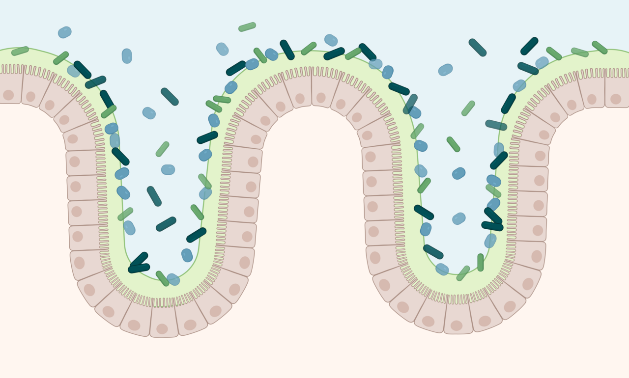 Not all bacterial LPS are bad: a look at the structure and role of  Akkermansia muciniphila's unique LOS