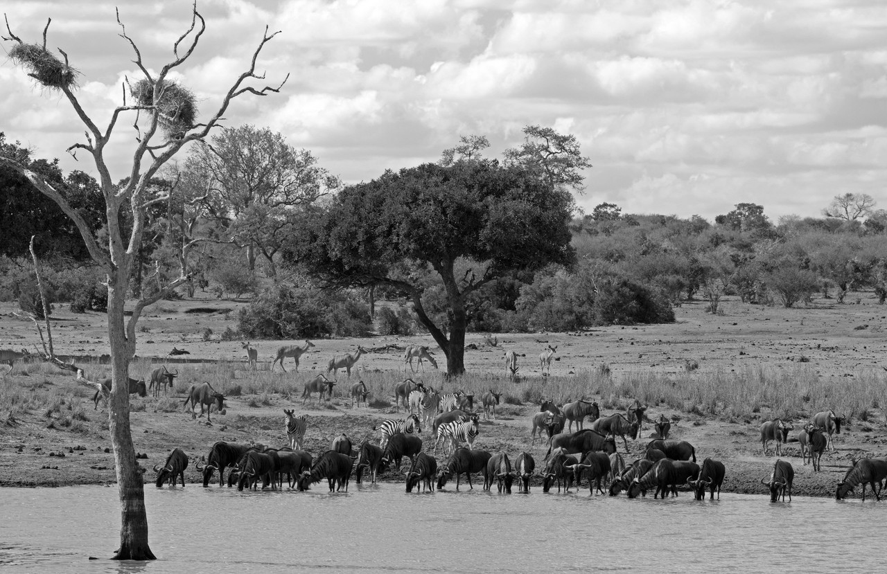 Wildlife declines where wars rage