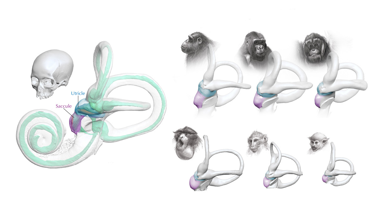 Beyond Hearing: Exploring the Evolutionary Secrets of the Human Inner Ear