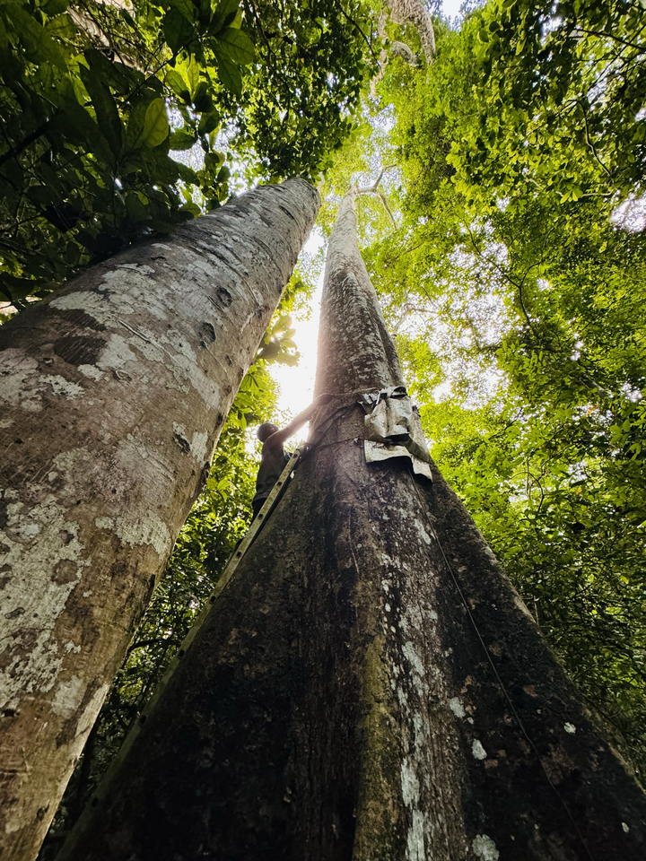 Can Earth Observation (EO) estimates of forest biomass aid climate policy? 