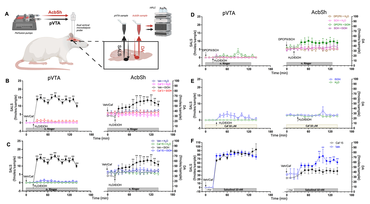 Caffeine prevents alcohol-induced activation of the mesolimbic dopaminergic pathway