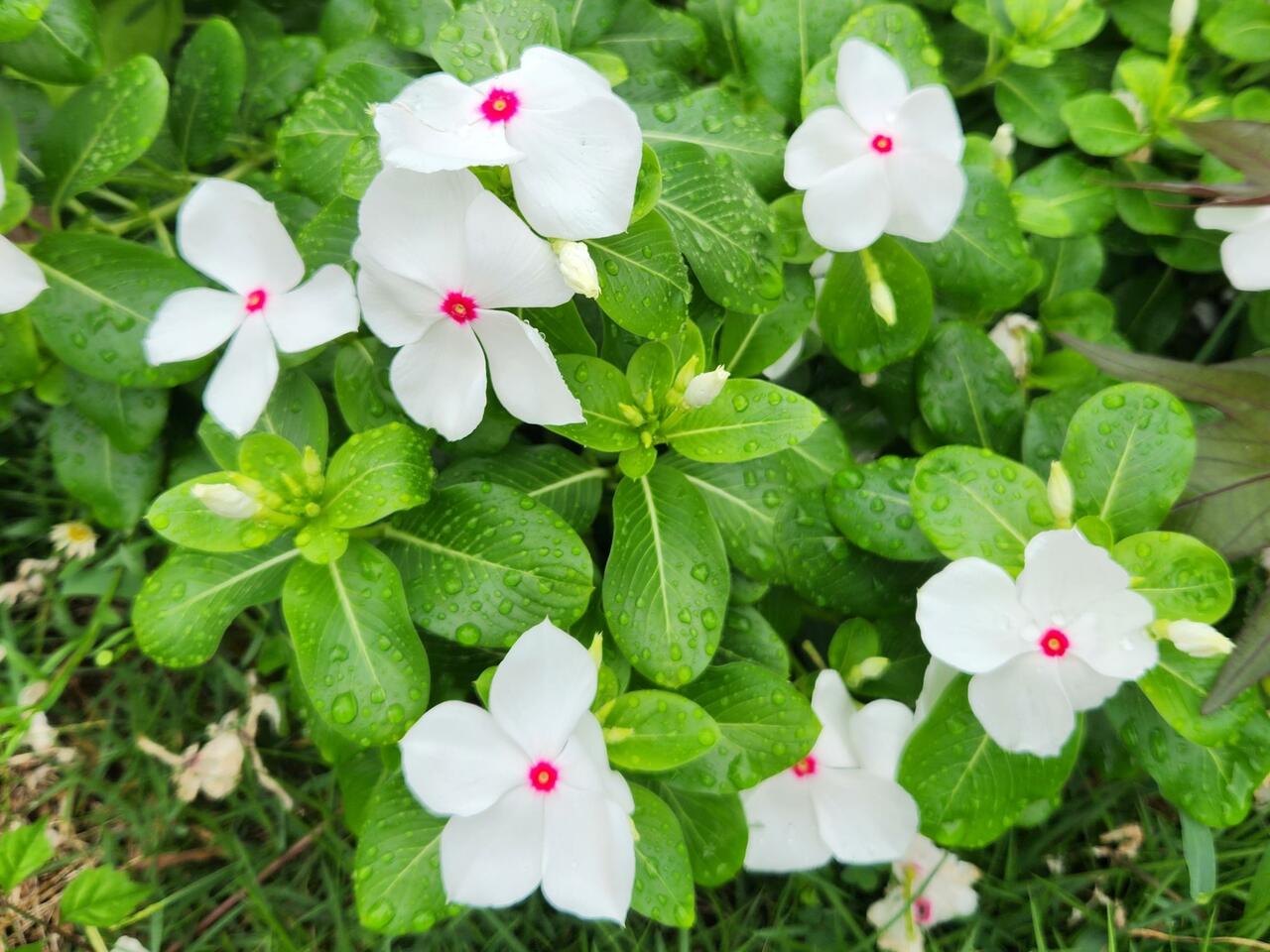 Moving metabolites: Characterizing a MATE transporter in Madagascar periwinkle