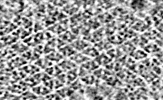 Nonequilibrium lattice dynamics: A new paradigm for modeling cooperative signaling in a large protein complex