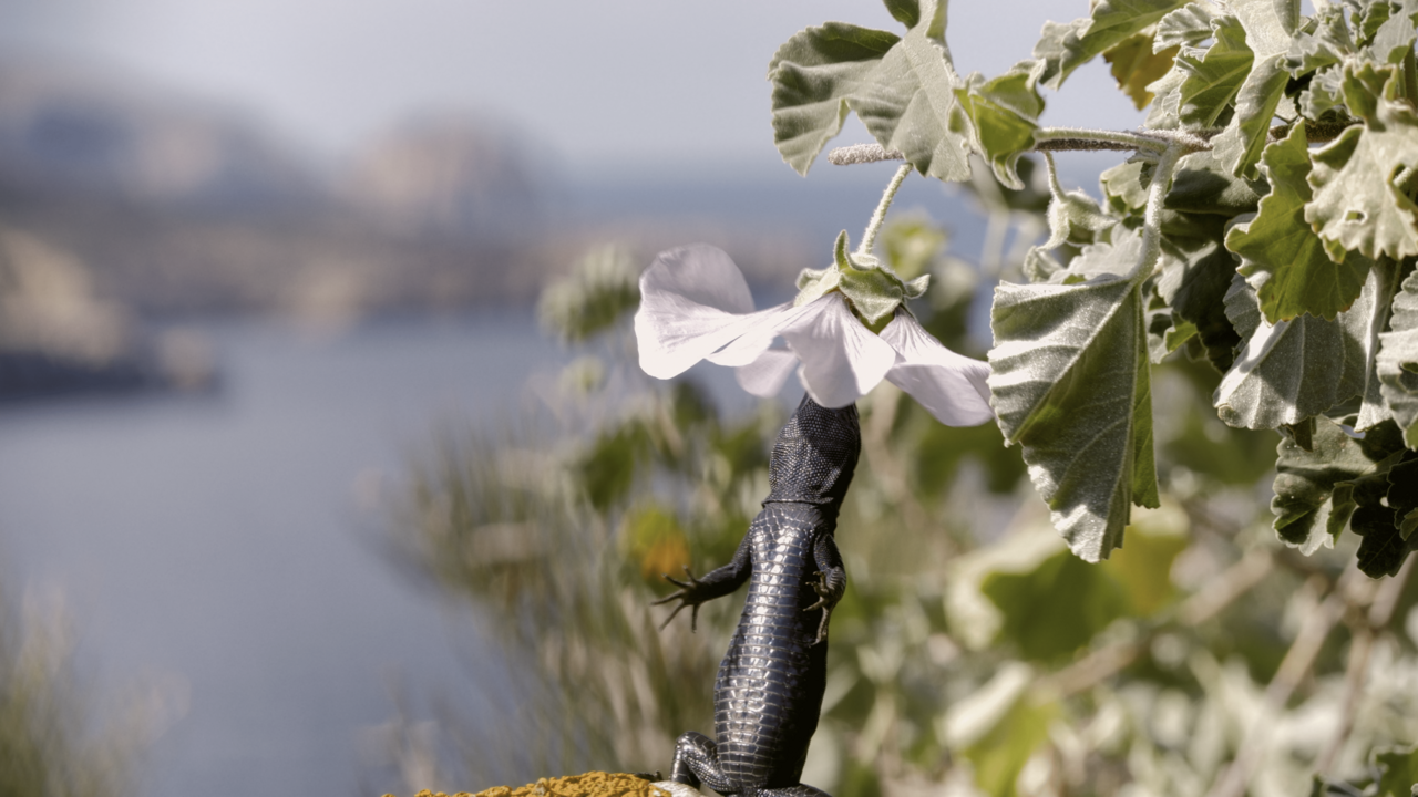 On the structure of species-function participation in multilayer ecological networks