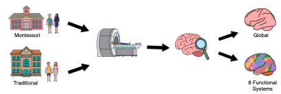 The Impact of Educational Experiences on Brain Development: Insights from Montessori and Traditional Schooling