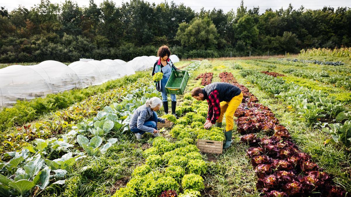 Call for papers: Climate change in sustainable agriculture and food production Collection