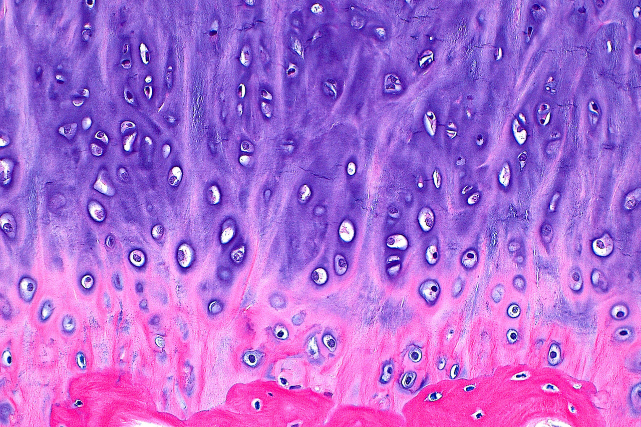 Call for papers: Cartilage Biology Collection