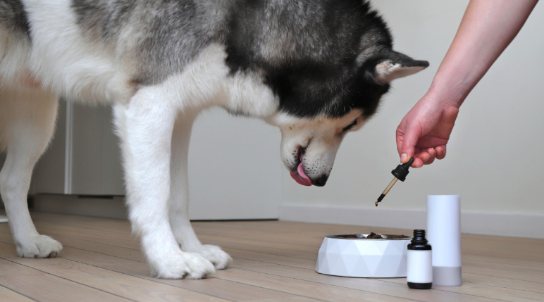 Call for papers: Feed supplements to improve health and performance in animals Collection