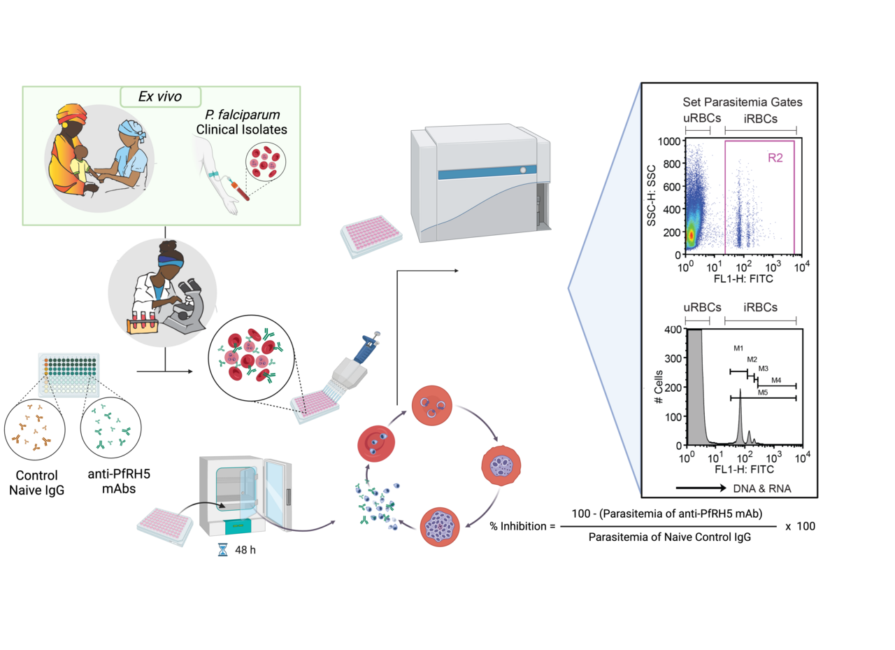 Vaccine-induced human monoclonal antibodies to PfRH5 show broadly neutralizing activity against P. falciparum clinical isolates