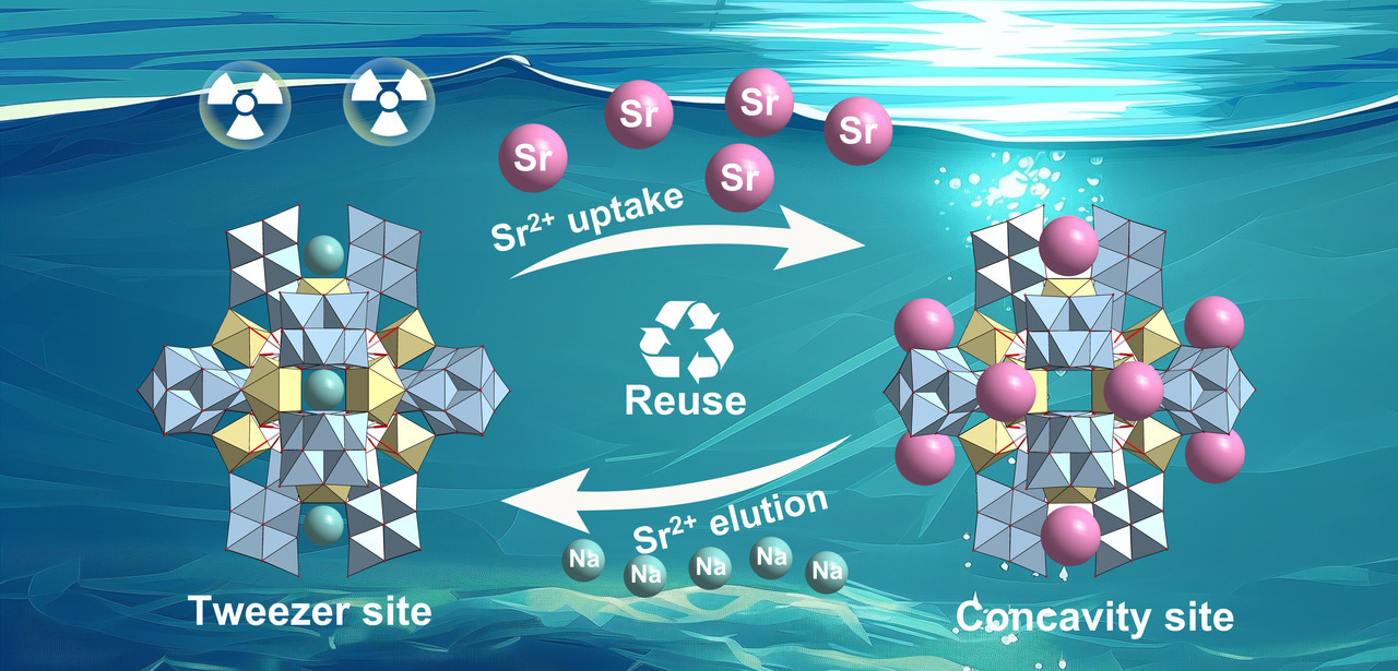 Site Differentiation Strategy for Selective Strontium Uptake and Elution within an All-Inorganic Polyoxoniobate Framework