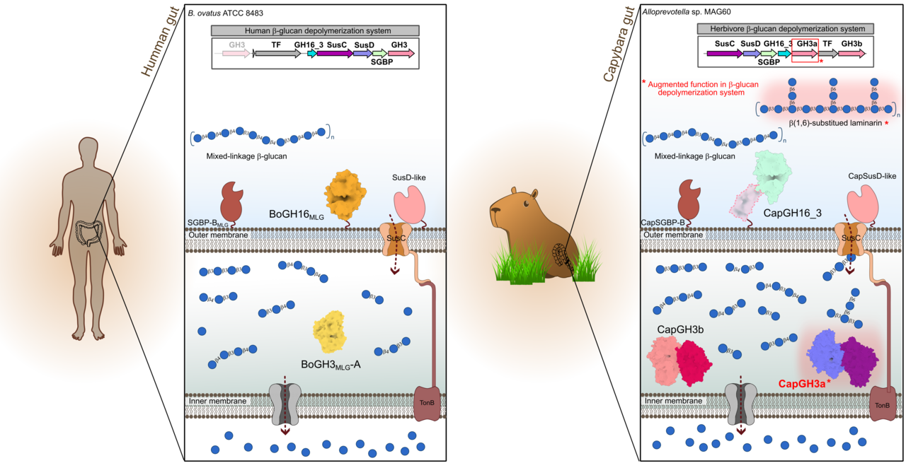 A deep dive into β-glucans digestion by herbivore gut microbiota 