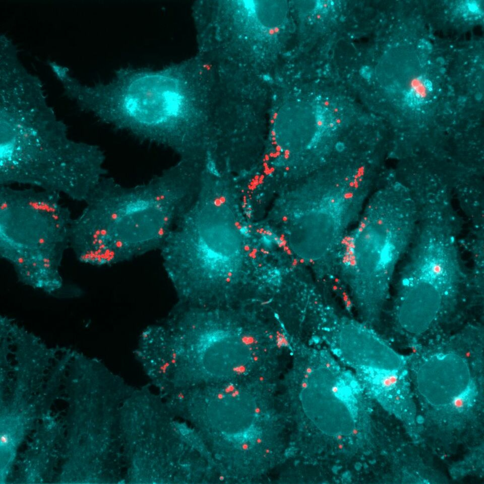 Keeping the balance is important. Also for viruses.