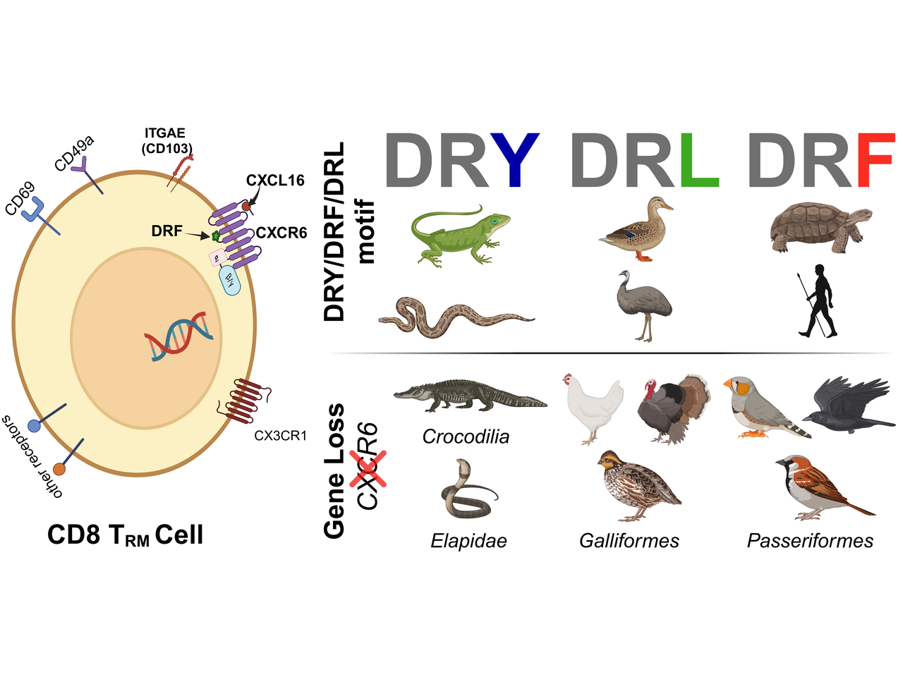 Evolutionary patterns of CXCL16-CXCR6: a deep dive into vertebrate lineages