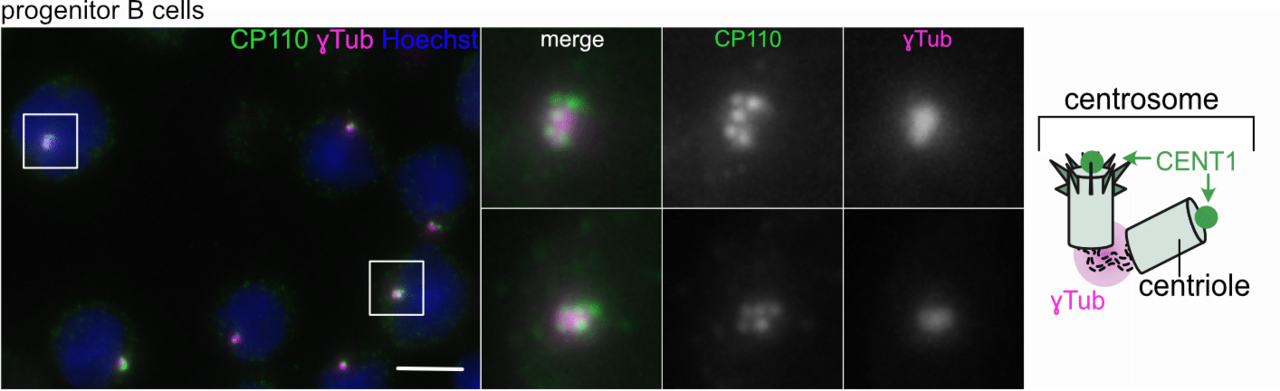 Centrioles are frequently amplified in early B cell development but dispensable for humoral immunity