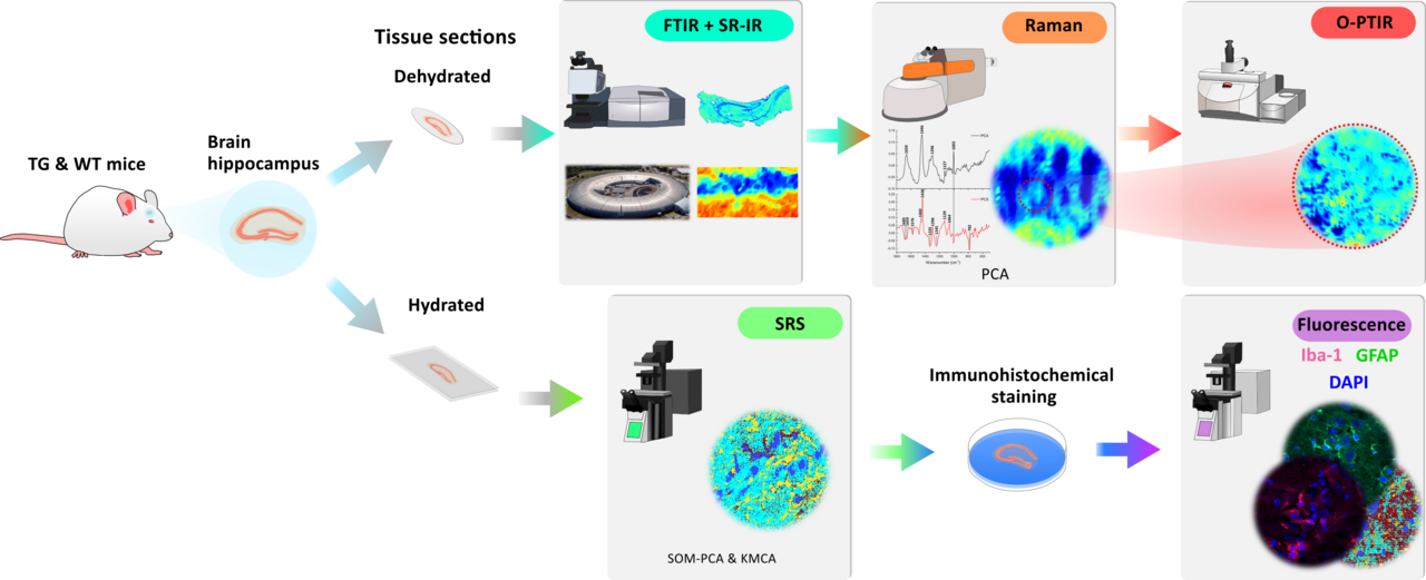 Behind the Paper: Spatially resolved lipid profiling in tauopathy mouse brain by label-free chemical imaging