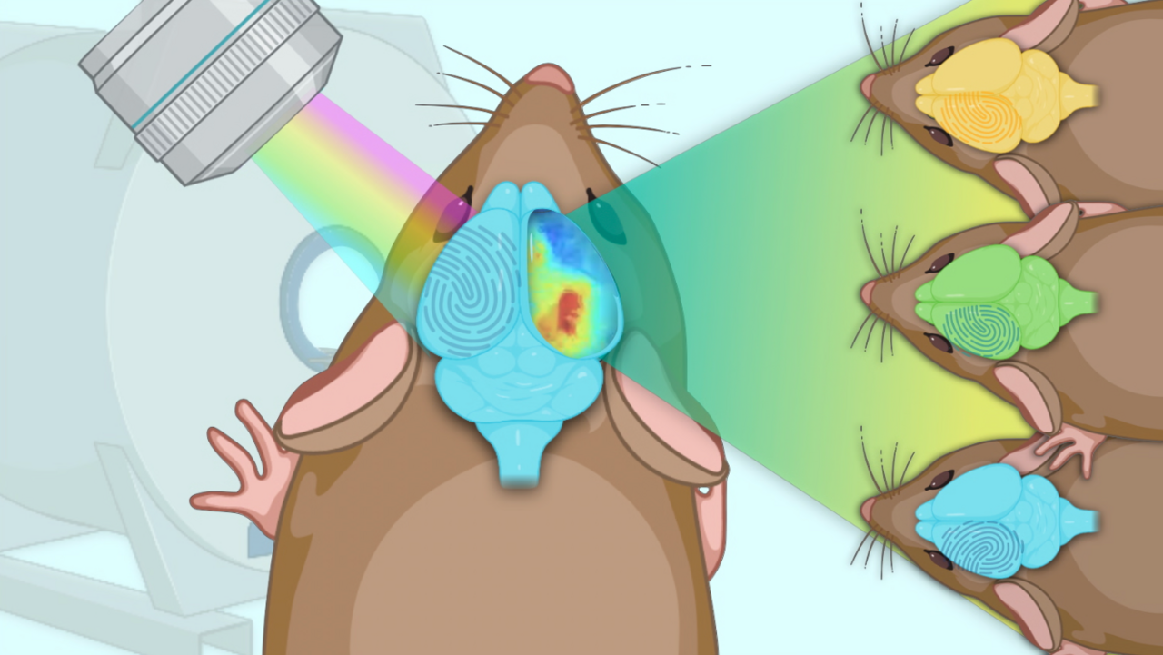 Multimodal identification of the mouse brain using simultaneous Ca2+ imaging and fMRI