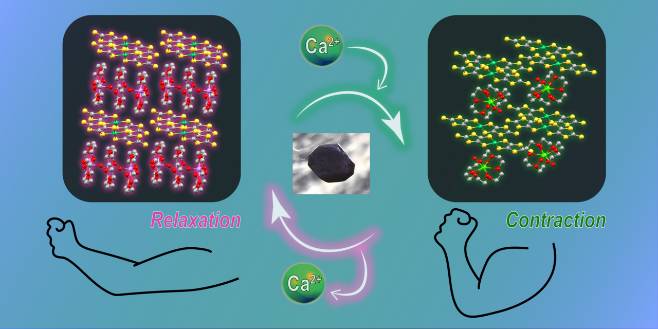 Shrinkable muscular crystal with chemical logic gates driven by external ion environment