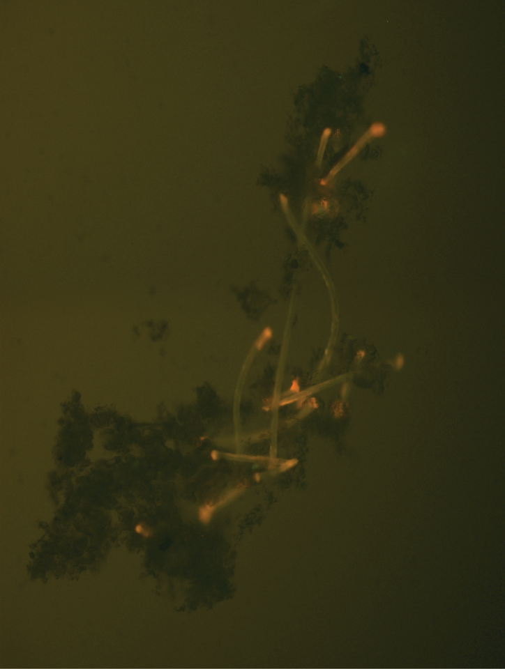 How Tiny Plastic "Passengers" Catch a Ride on High-Speed Flocs in Water