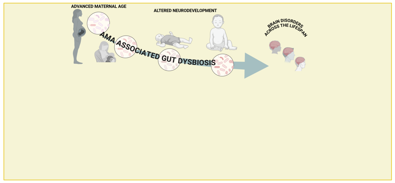 An aged maternal gut microbiome drives neuropsychiatric disorders in offspring. Targeting it could open new avenues for prevention