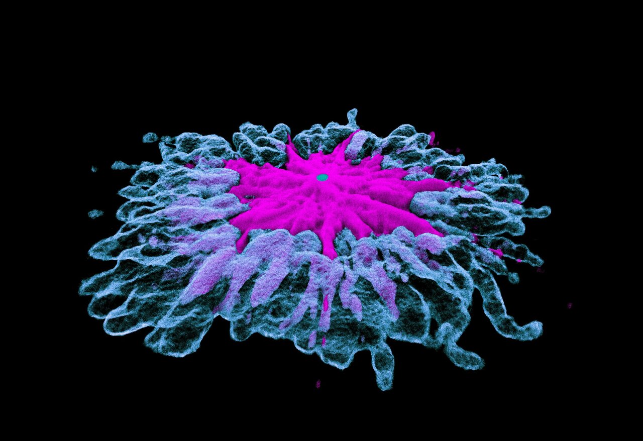 Center Stage: The Surprising Role of PIWIL1 at Centrosomes in Cancer Cells