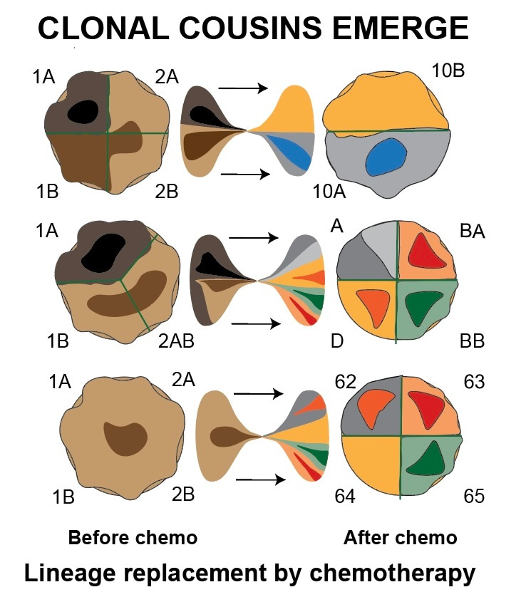 The evil clonal cousins behind relapse in childhood cancer