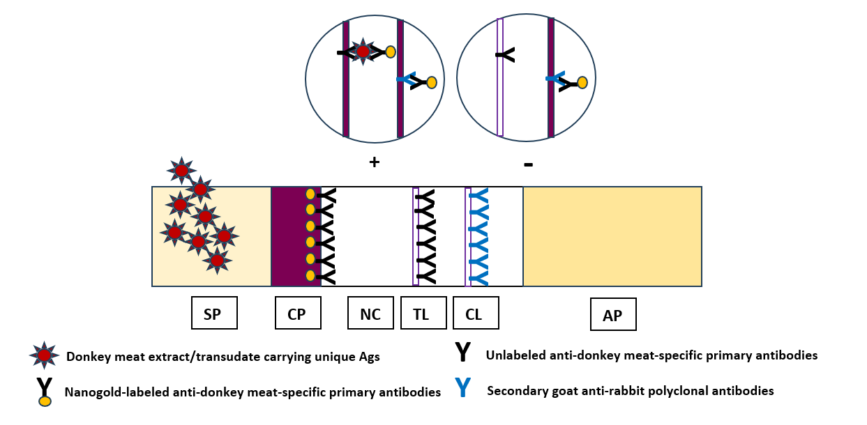Development and evaluation of a lateral flow immunochromatographic assay for the rapid detection of donkey meat in beef as a tool for meat adulteration identification