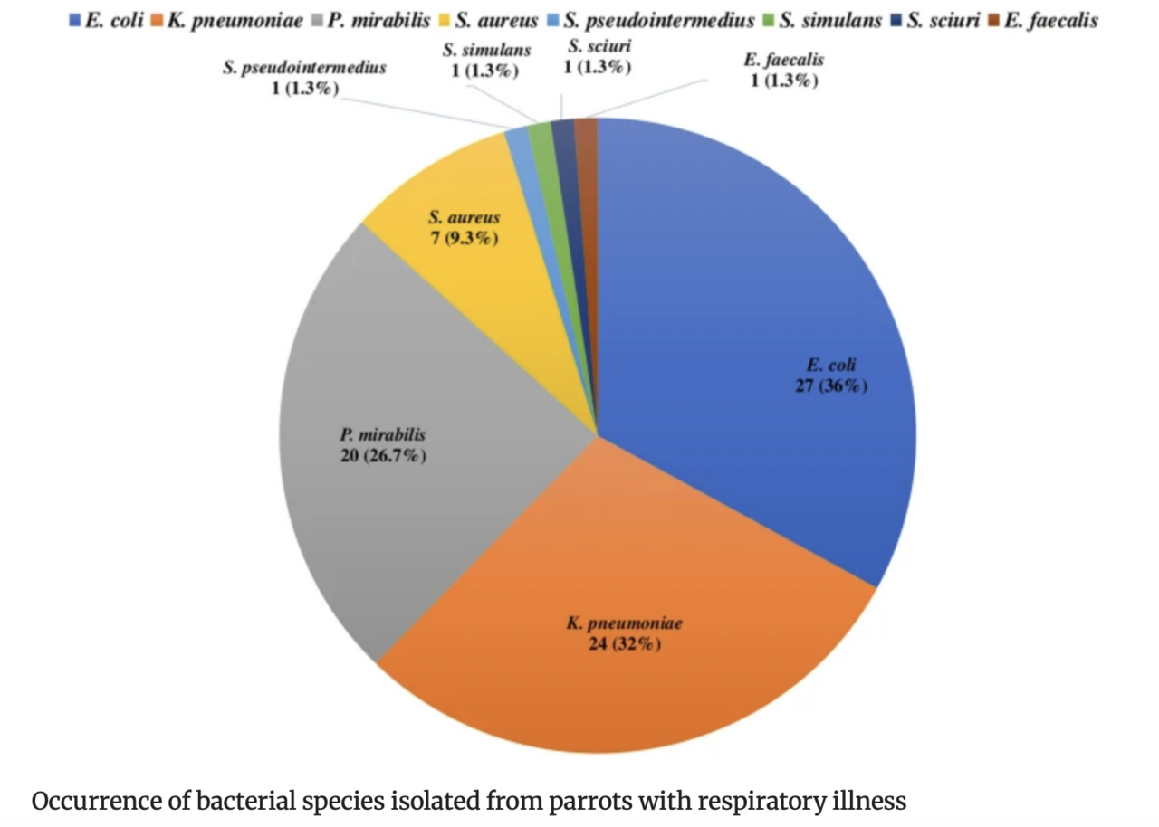 Zoonotic relevance of multidrug-resistant bacteria in parrots with respiratory illness