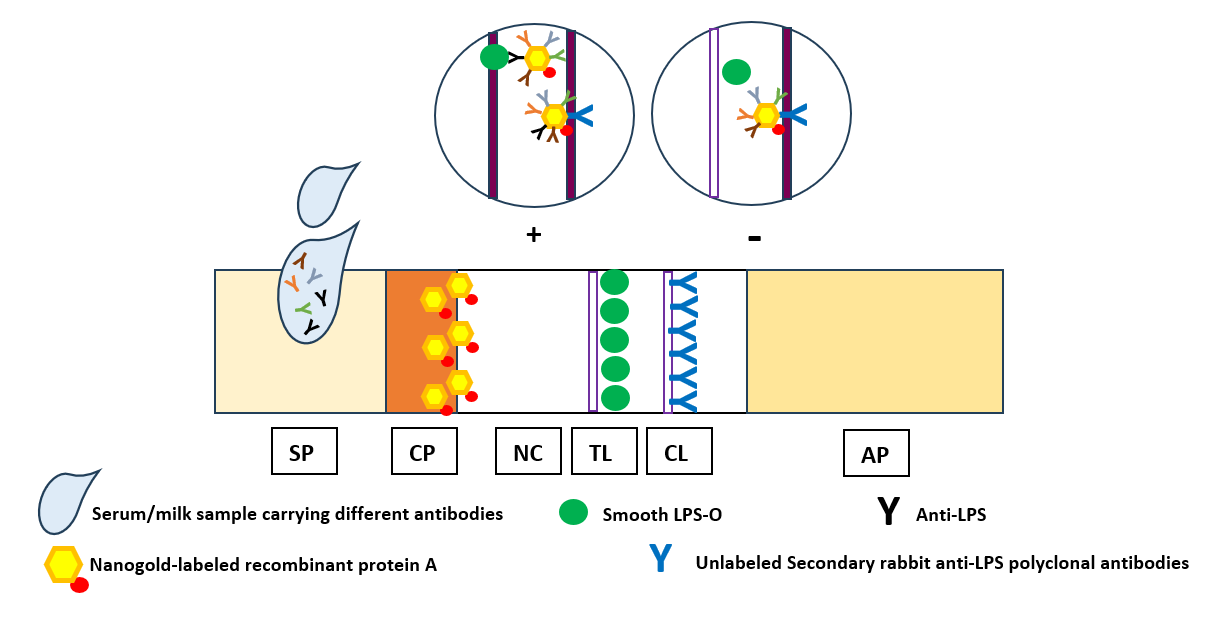 Development and evaluation of a novel lateral flow immunoassay for rapid diagnosis of brucellosis across different animal species