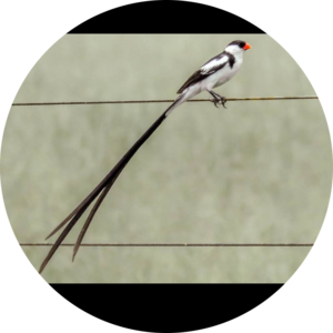 Go to the profile of Zubery Kombo