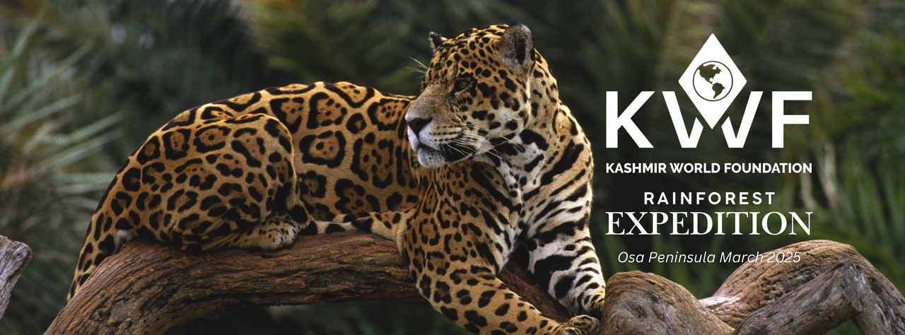 Harnessing Technology for Wildlife Protection: Introducing KwF