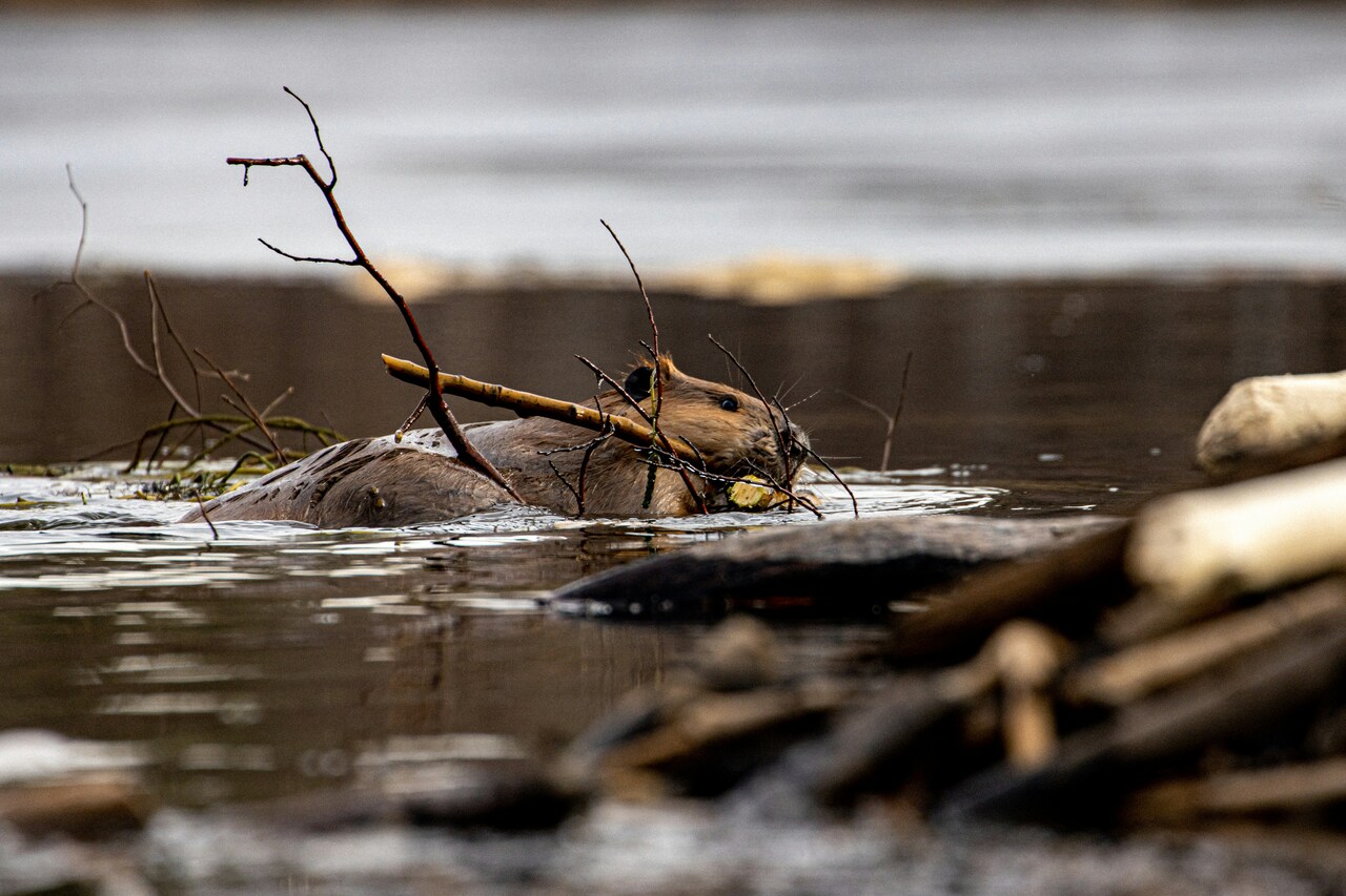 Wild beaver release approved for England