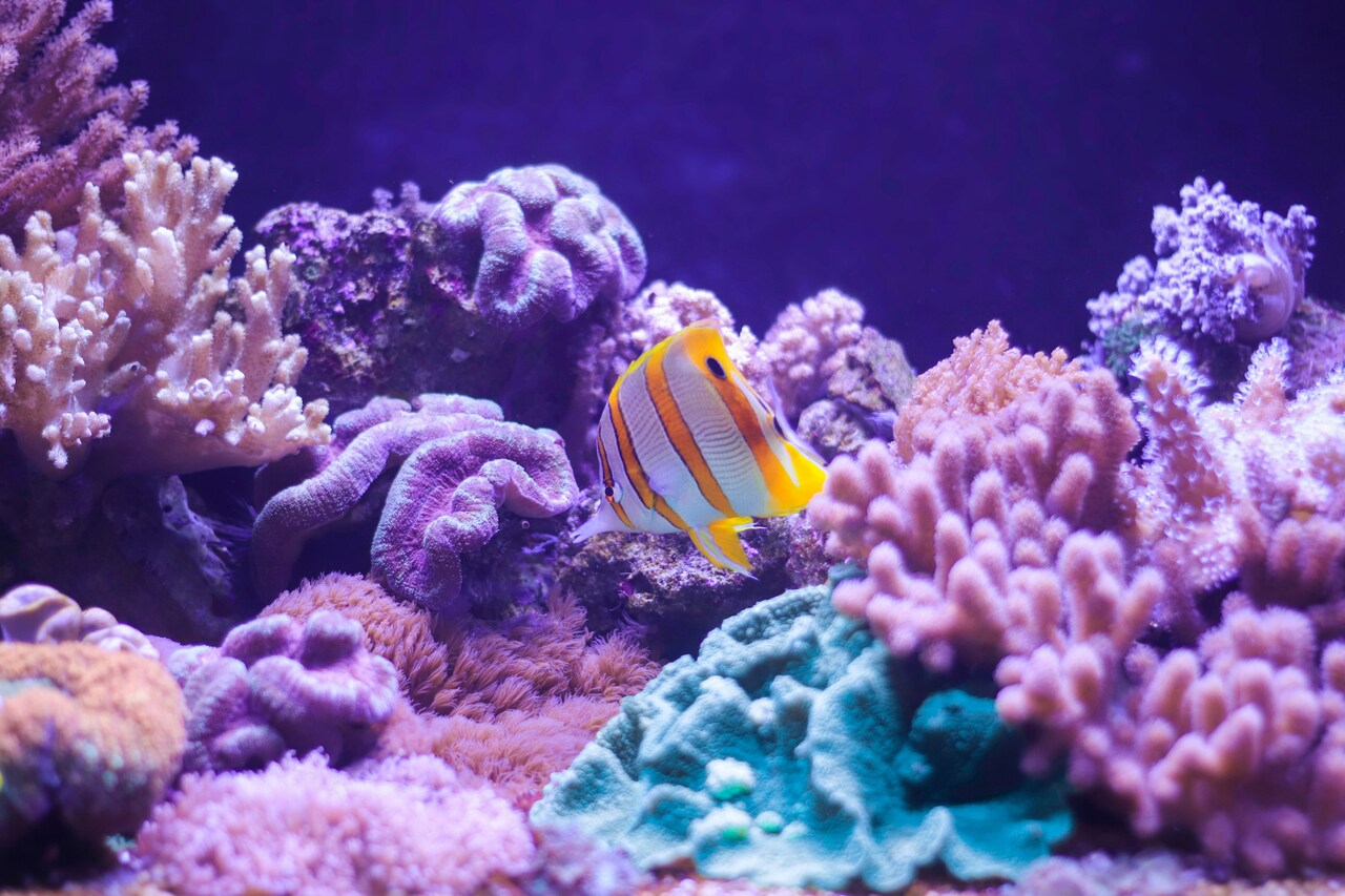 Job Opportunity: Join the Marine Conservation Society Team (UK base only)