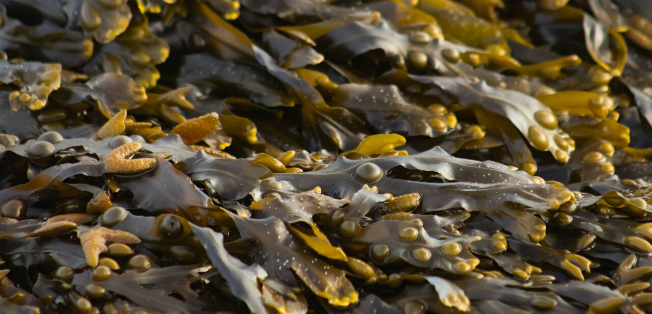 Let the Seaweed Grow: from working as a graphic designer in San Francisco to starting up a seaweed farm in the Westfjords 