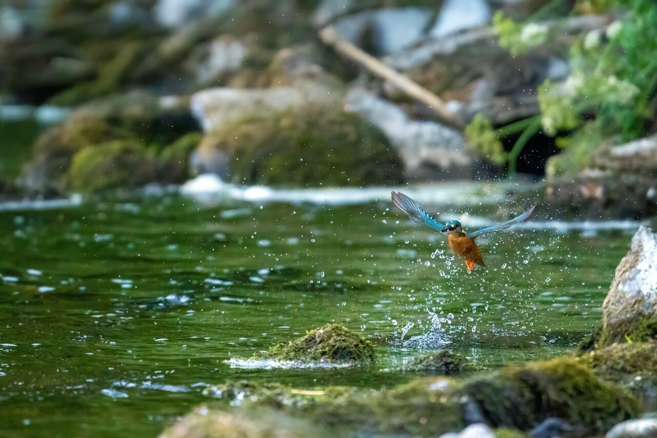 🐟🦫 WildHub Special! Complete the poll for online screening event: Balancing The Scales 📽️🍿