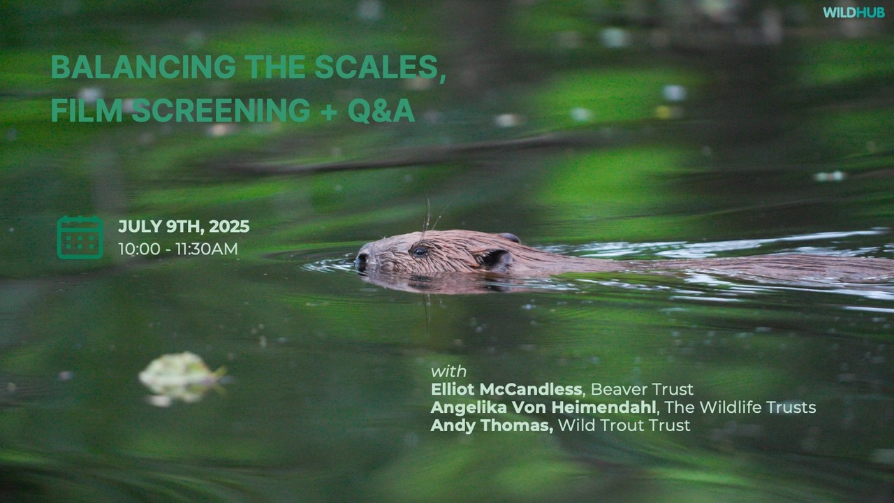 Balancing The Scales: WildHub Special - Event Recap