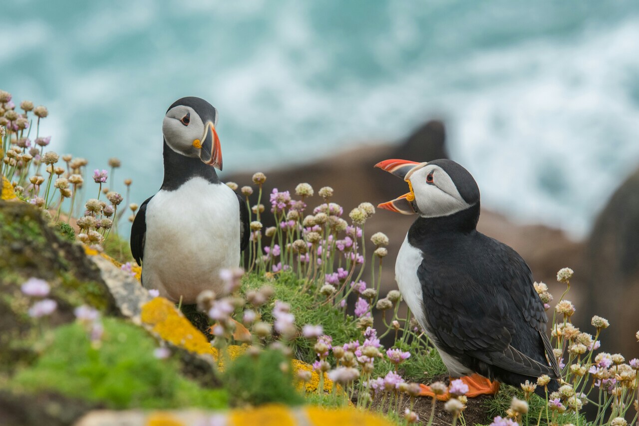 🐧 Last Chance to Live and Work Among Puffins