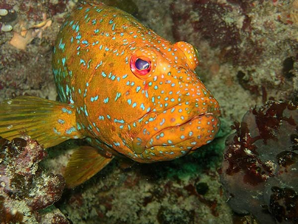 PhD in marine ecology at the University of Leeds