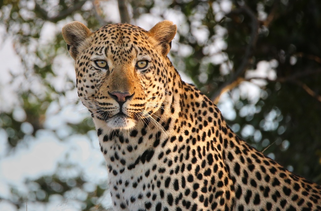 ILLEGALLY SOURCED, LEGALLY TRADED 