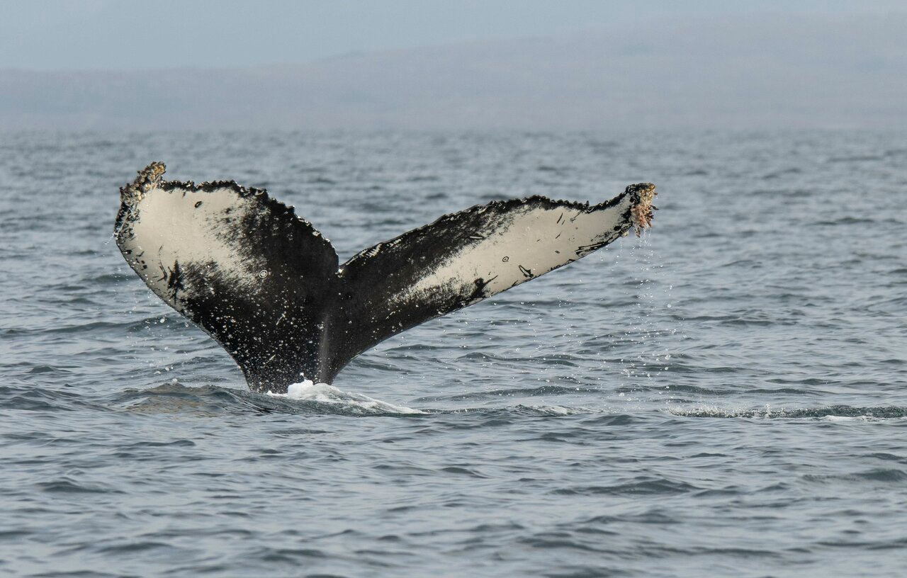 Job Vacancies - The Hebridean Whale & Dolphin Trust, Scotland