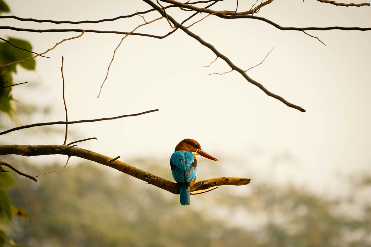 Opportunity for Indian Conservationists: Free Course on Social Science Methods for Collaborative Decision Making in Conservation