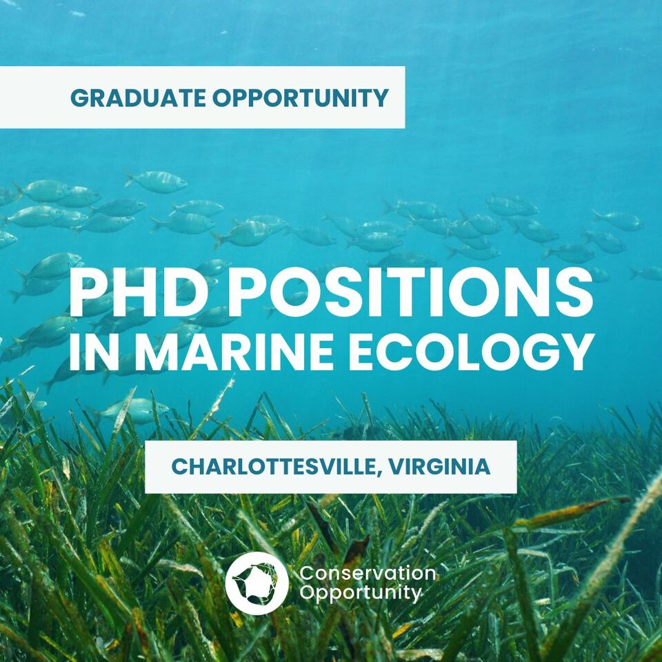3 PhD positions in marine ecology at the University of Virginia 