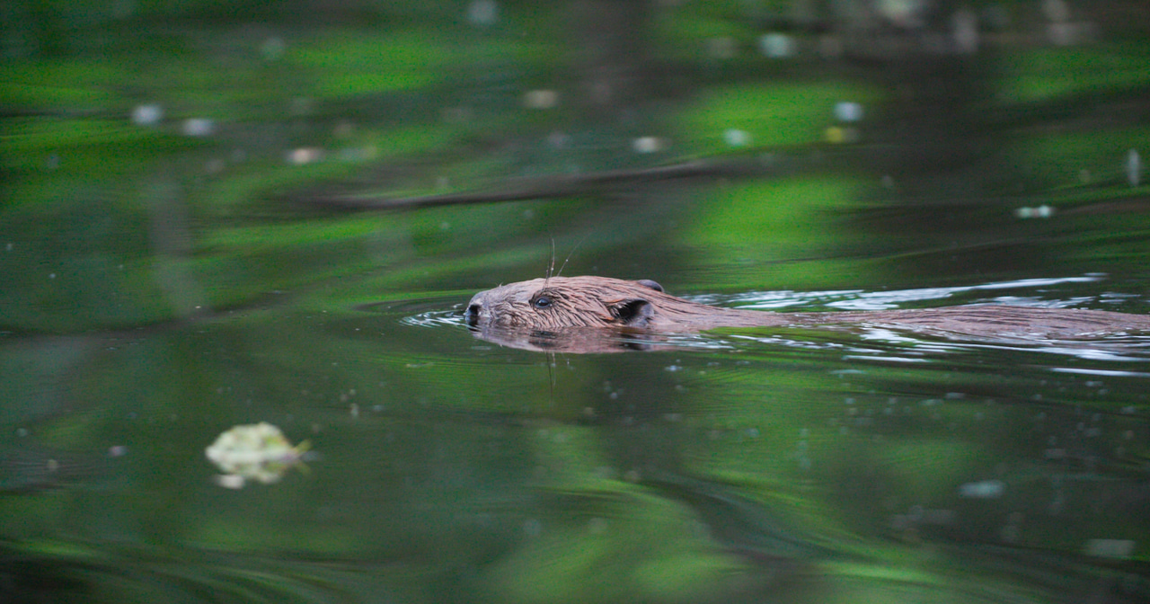 WildHub Special! Balancing The Scales, Film Screening + Expert Q&A