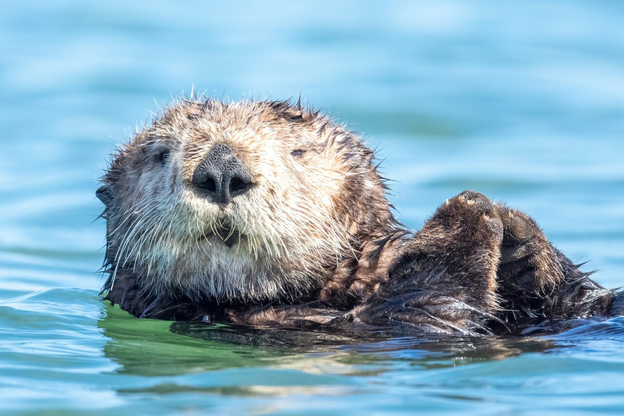 Keystone interdependence: fewer sea stars, more otters