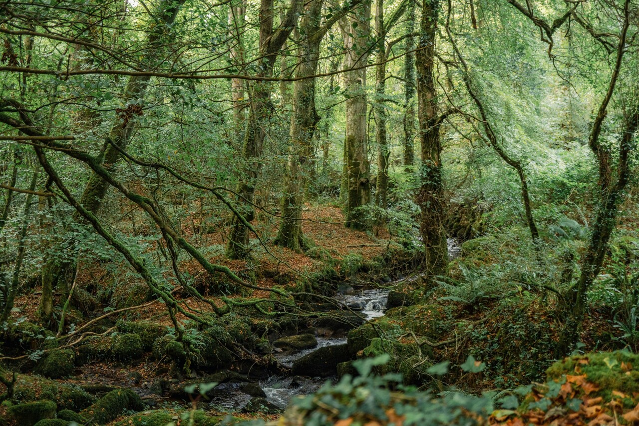 *Job Vacancy* Temperate Rainforest Monitoring Officer 