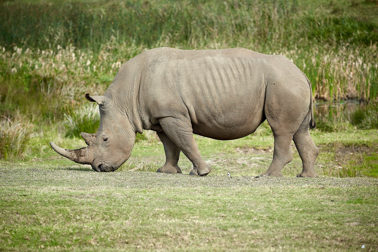 Job Opportunity at Save the Rhino 