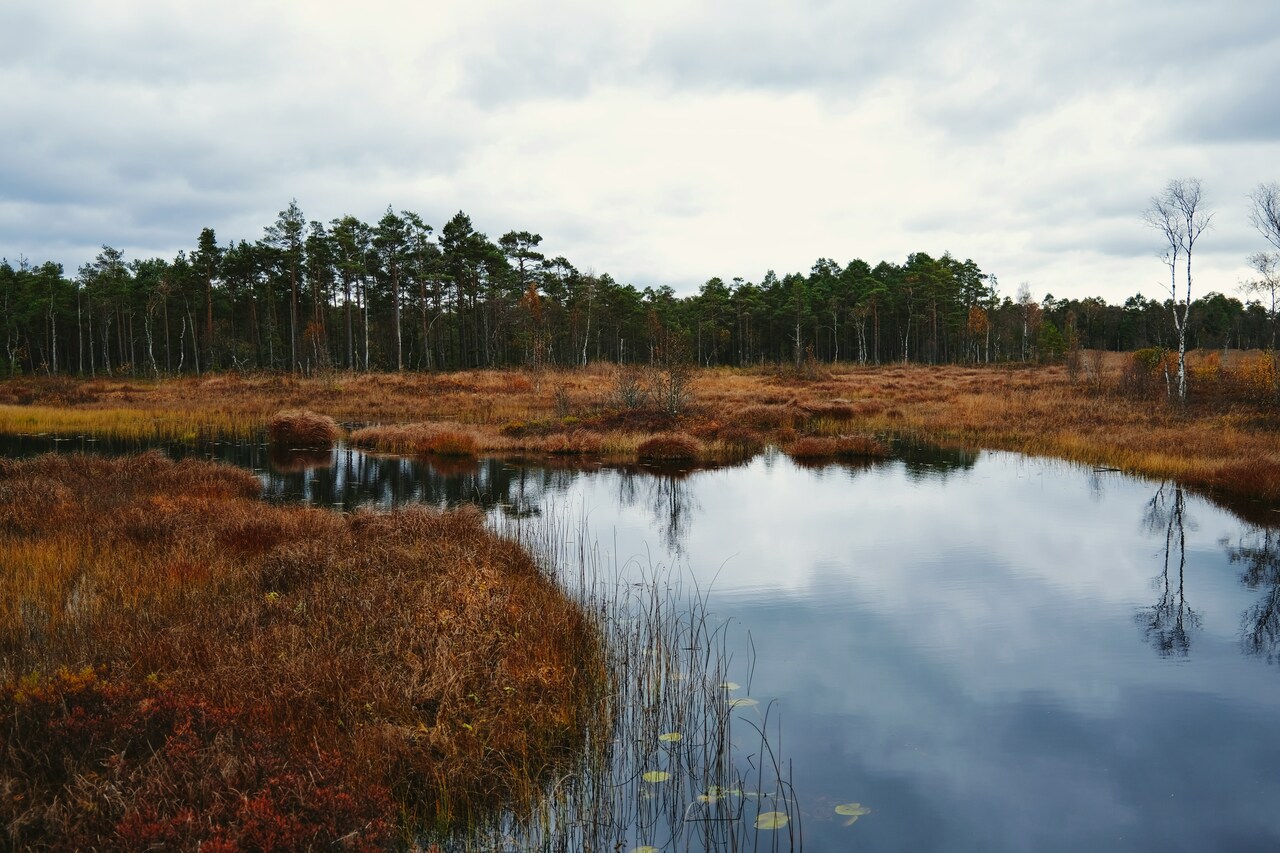 First-ever global assessment of the conservation status of peatlands (Feb 2025)